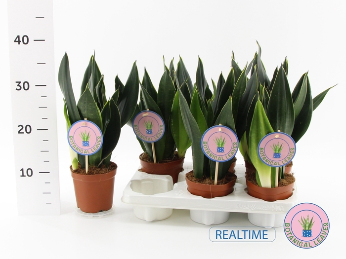 SANSEV TRIFASCIA  OV