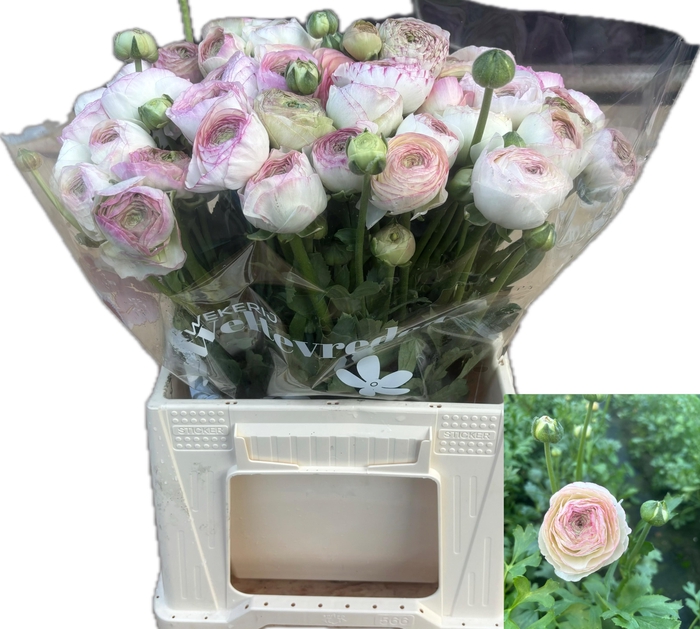 <h4>RAN AAZUR PI STRIPE</h4>