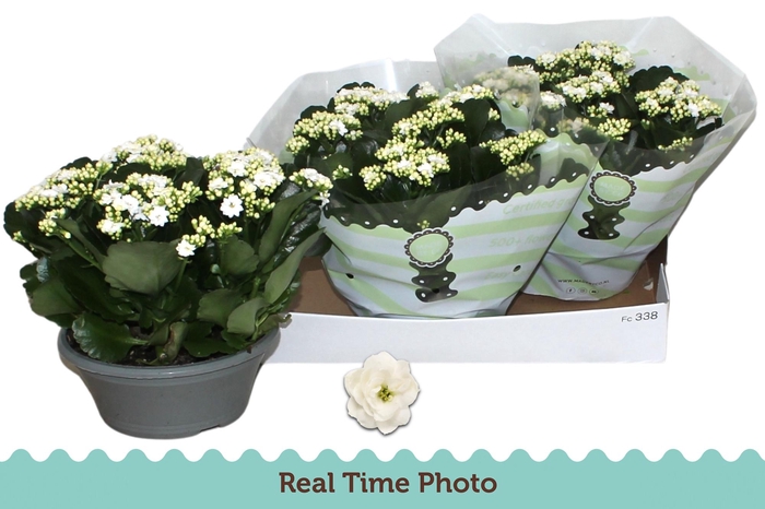 <h4>KAL B GE C MENZEL</h4>