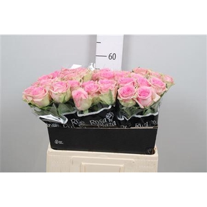 R Gr Brigitte Bardot