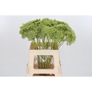 Ammi Majus Visnaga Zaad