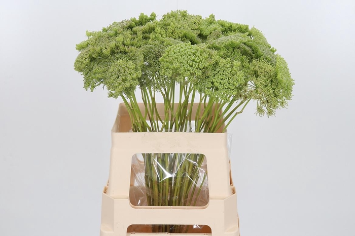 <h4>Ammi Majus Visnaga Zaad</h4>