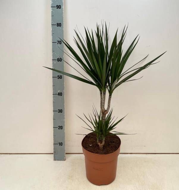<h4>DRA MARGINATA</h4>