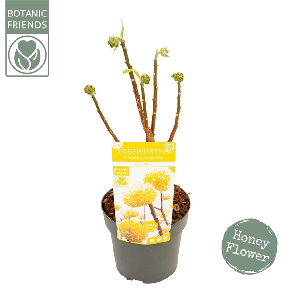 <h4>Edgeworthia chrysantha 'Honey Sunshine’</h4>