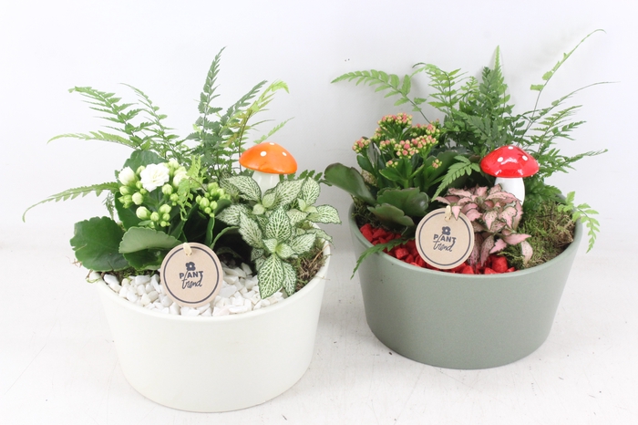<h4>arr2 PL - Ker schaal wit groen mix</h4>