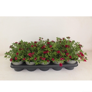 Calibrachoa Doubble Magenta