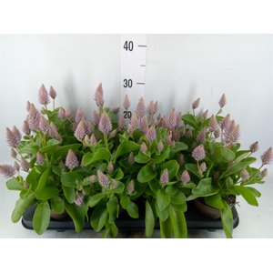 Ptilotus exaltatus 'Joey'
