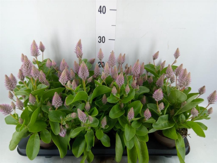 <h4>Ptilotus exaltatus 'Joey'</h4>