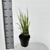 Panicum virgatum