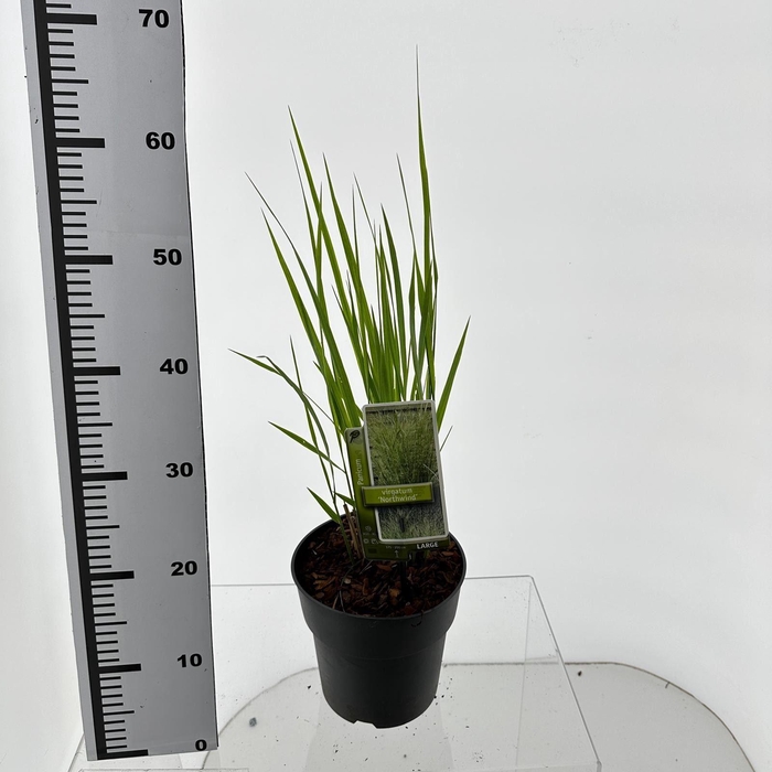 Panicum virgatum