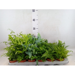 Ferns   ...mix