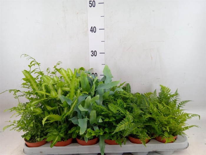 <h4>Ferns   ...mix</h4>
