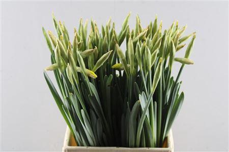 <h4>Narc G Carlton Hage</h4>