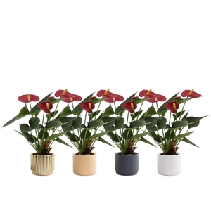 Anthurium Diamond Red in Liam 2 ceramics