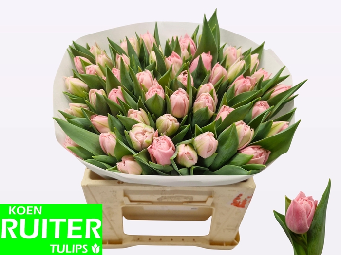 <h4>TU DU DREAMER</h4>