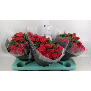 Begonia elat. HL 'Betulia'