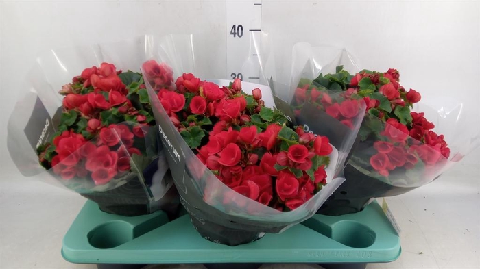 <h4>Begonia elat. HL 'Betulia'</h4>
