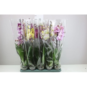 Phal Gemengd 2 Tak 18+ Mimesis