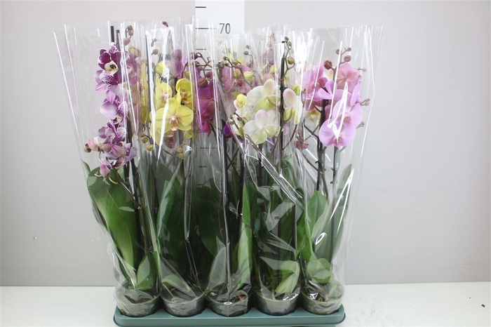 <h4>Phal Gemengd 2 Tak 18+ Mimesis</h4>