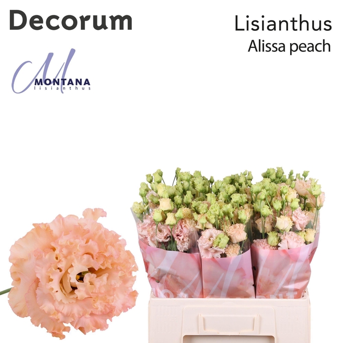 <h4>Lisianthus Alissa peach 60cm</h4>