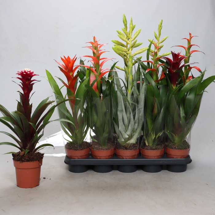 <h4>BROMELIA GEM</h4>