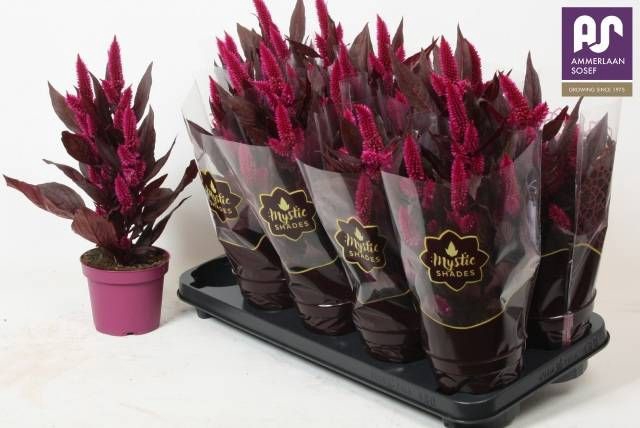 <h4>CEL MYSTIC SHADES</h4>