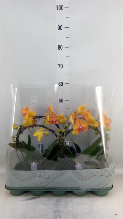 <h4>Phalaenopsis   ...</h4>