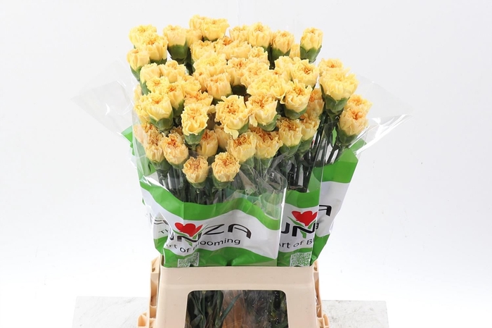 <h4>Dianthus ST 'Golden Gate'</h4>
