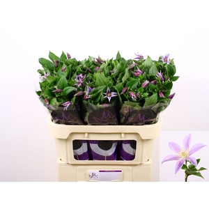 Clematis Star River Marginpar