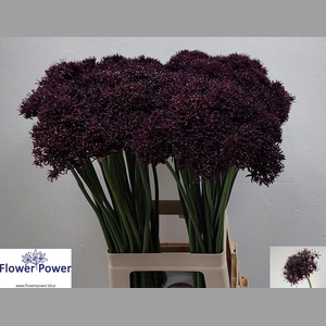 ALLIUM ATROPURPUREUM