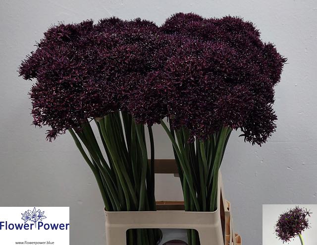 <h4>ALLIUM ATROPURPUREUM</h4>