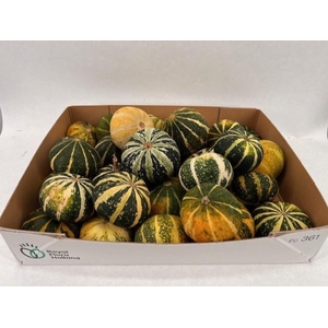 CUCURBITA PEPO
