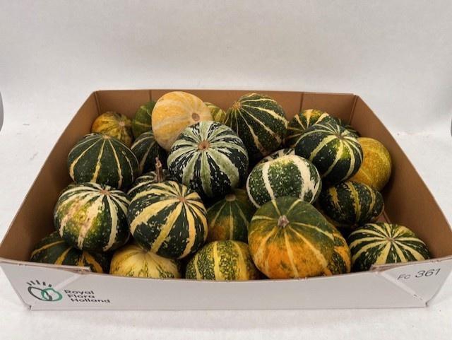 <h4>CUCURBITA PEPO</h4>