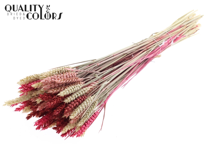 <h4>Triticum per bunch Lady Mix</h4>