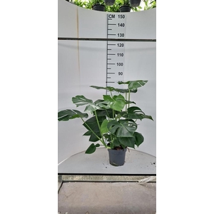 MONSTERA DELICIOSA