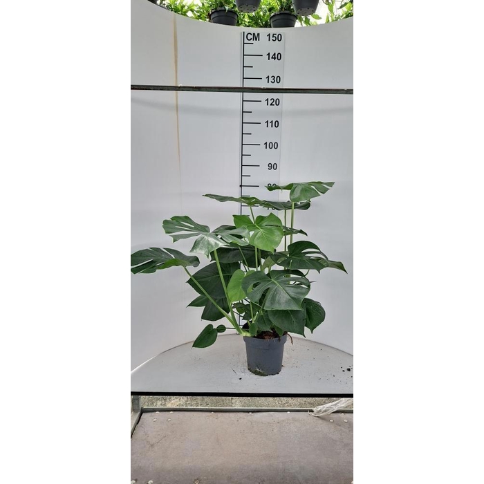<h4>MONSTERA DELICIOSA</h4>