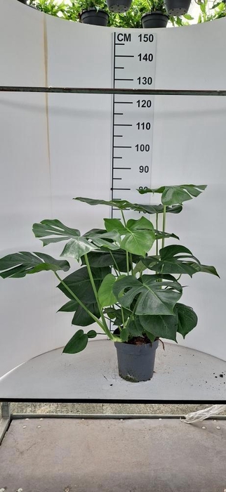 MONSTERA DELICIOSA