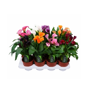 Zantedeschia gemengd Calla mix met etiket