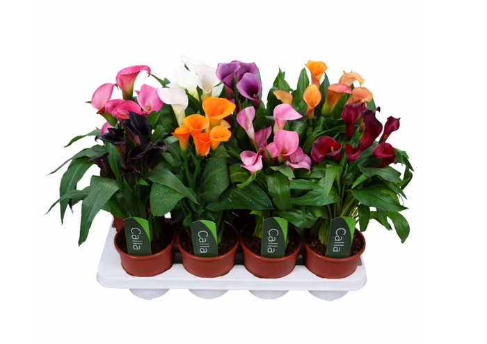 <h4>Zantedeschia gemengd Calla mix met etiket</h4>