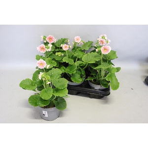 Primula obconica Scarlet Picotee