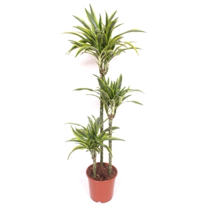 Dracaena fr de 'LemonLime'