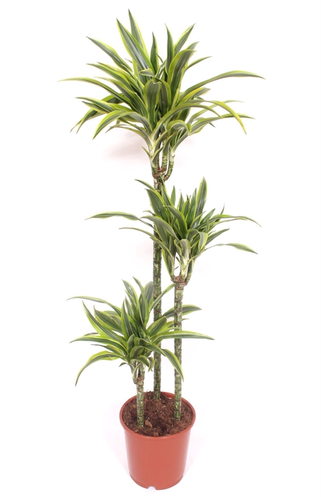 <h4>Dracaena fr de 'LemonLime'</h4>