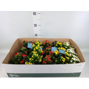 Kalanchoe blos.   ..EN mix