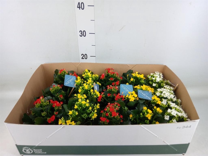<h4>Kalanchoe blos.   ..EN mix</h4>