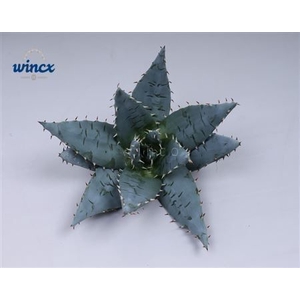 Aloe Peglarae Cutflower Wincx-5cm