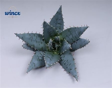 <h4>Aloe Peglarae Cutflower Wincx-5cm</h4>