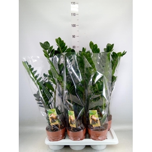 Zamioculcas zamiifolia