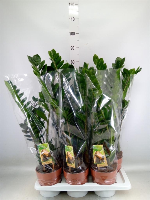 <h4>Zamioculcas zamiifolia</h4>