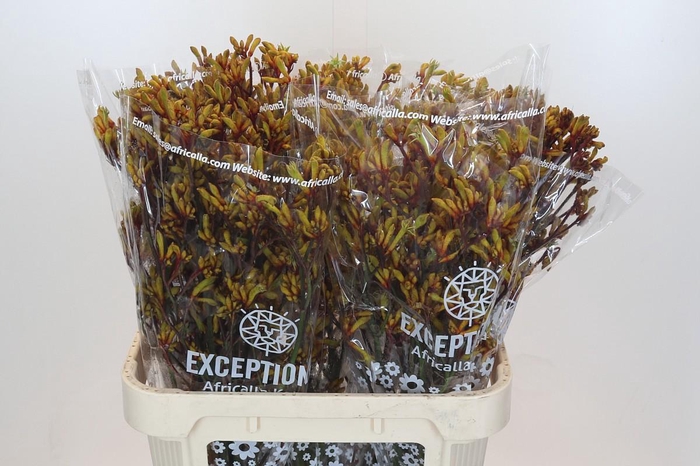 <h4>Kangaroo Paw Gold Fever</h4>