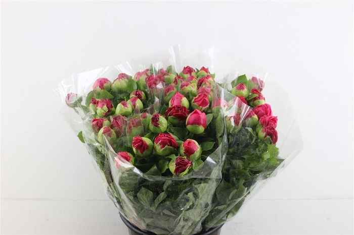 <h4>Paeo Paula Fay</h4>